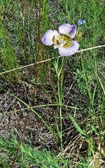 Calochortus gunnisonii