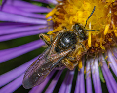 Lasioglossum leucozonium