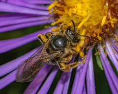 Lasioglossum leucozonium