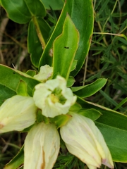 Gentiana alba