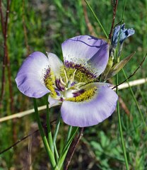 Calochortus gunnisonii