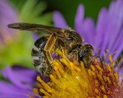 Lasioglossum leucozonium