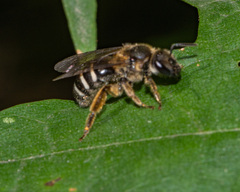 Lasioglossum leucozonium