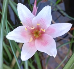 Crinum campanulatum