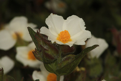 Cistus