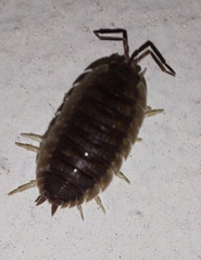 Porcellio scaber