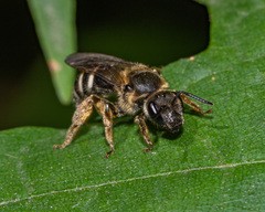 Lasioglossum leucozonium