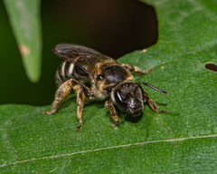 Lasioglossum leucozonium