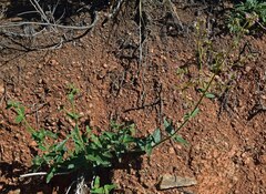 Mirabilis hirsuta