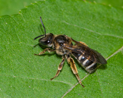 Lasioglossum leucozonium