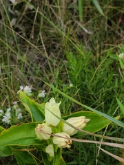 Gentiana alba
