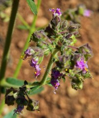 Mirabilis hirsuta