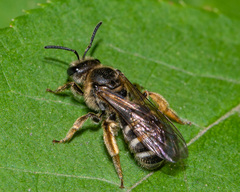 Lasioglossum leucozonium