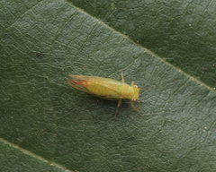 Sternorrhyncha
