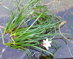 Crinum campanulatum