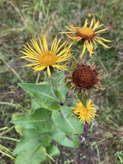 Media resource of Inula helenium