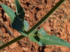 Mirabilis hirsuta