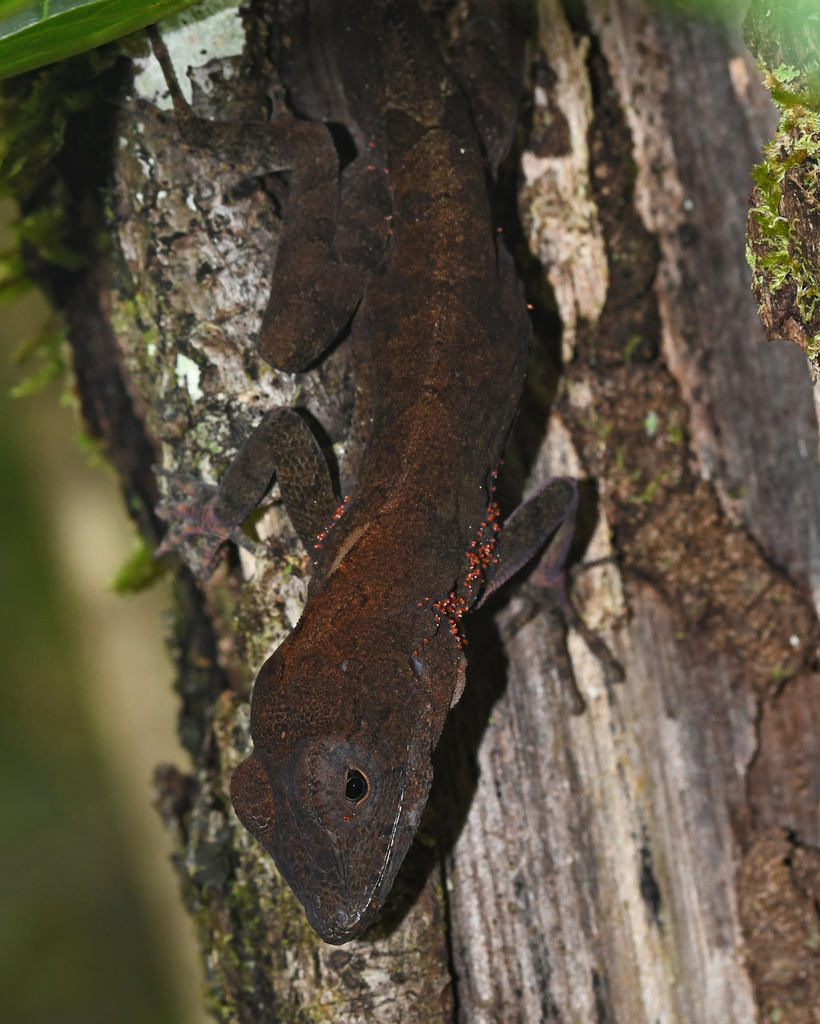 Isla Beata Anole