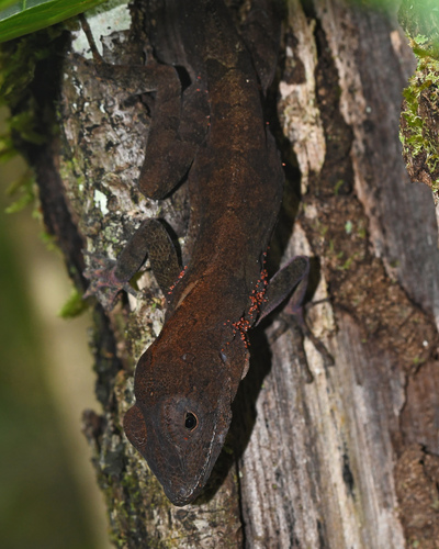 Isla Beata Anole