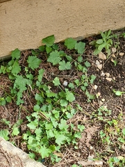 Modiola caroliniana
