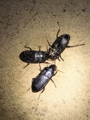 Harpalus caliginosus