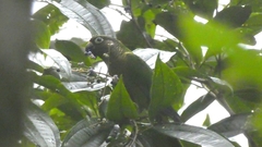 Pyrrhura frontalis