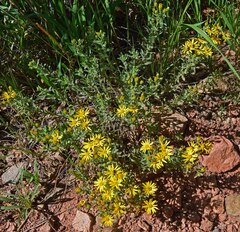 Heterotheca villosa