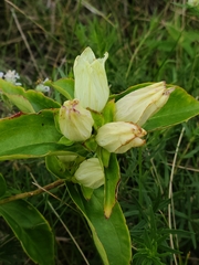 Gentiana alba