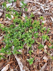 Dicliptera chinensis
