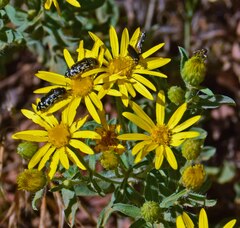 Heterotheca villosa
