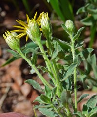 Heterotheca villosa