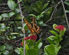 Heraclides aristodemus