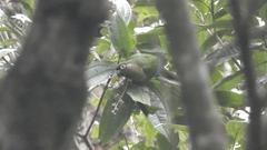 Pyrrhura frontalis