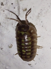 Armadillidium depressum