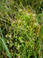 Erigeron canadensis