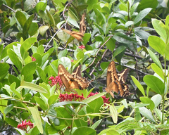 Heraclides aristodemus