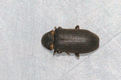 Hadrobregmus pertinax