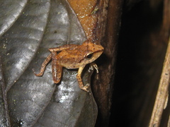 Pristimantis fenestratus