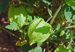 Physalis hederifolia