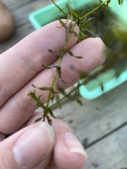 Elodea nuttallii