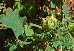 Physalis hederifolia