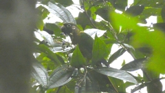 Pyrrhura frontalis