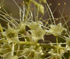 Terminalia grandiflora