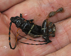 Trachyderes succinctus