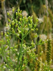 Erigeron canadensis