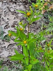 Bidens vulgata