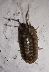 Armadillidium depressum