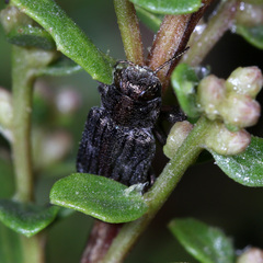 Chrysobothris