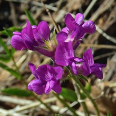 Oxytropis lambertii