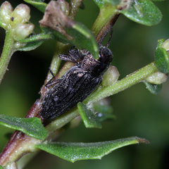 Chrysobothris